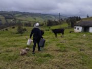 Lafaurie reveló cifra que han aportado ganaderos para enfrentar crisis lechera