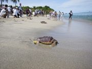 CORPAMAG y sus aliados liberaron 79 tortugas marinas