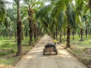 Grupo Daabon 1ª empresa del mundo en el ranking de productoras sostenibles de aceite de palma