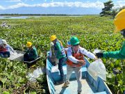 Drummond Ltd. siembra 1.000.000 de alevinos de bocachico y dorada en el Cesar