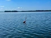 CORPAMAG liberó 19 flamencos rosados y otras especies silvestres en la Ciénaga Grande
