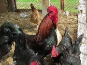 Magdalena presenta dos nuevos focos de influenza aviar