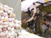 CORPAMAG y Policía detienen tráfico ilegal de huevos de iguana en Plato y El Retén