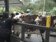 Vacunación contra aftosa alcanzó cobertura del 99%