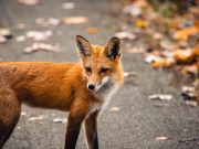 CORPAMAG alerta por casos de rabia silvestre en el departamento