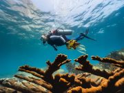 CORPAMAG y Fundación CIMC unen esfuerzos para proteger los corales en El Morro