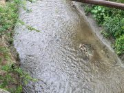CORPAMAG aclara situación sobre extracción de arena en el río Manzanares