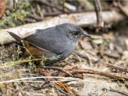 UNIMAGDALENA contribuye al monitoreo mundial de aves con registros claves desde la Sierra Nevada