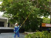 Air-e Intervenida intensifica poda de árboles para prevenir riesgos eléctricos