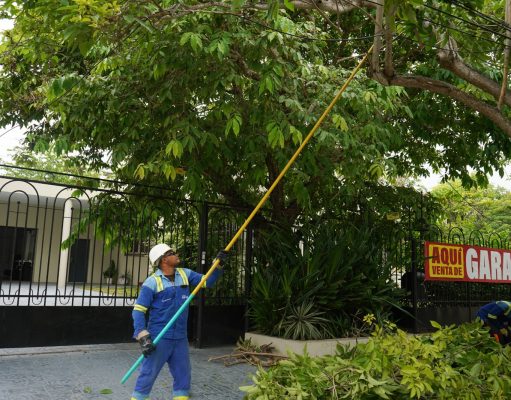 Air-e Intervenida intensifica poda de árboles para prevenir riesgos eléctricos