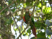 Corpamag y ProCat Colombia instalan nidos artificiales para conservación de especie endémica