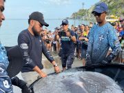 Fundación CIM Caribe y Centro de Vida Marina liberaron tiburones y mantarrayas en la Semana de los Océanos