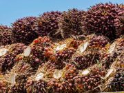 Producción de aceite de palma supera el millón de toneladas en el 1er semestre de 2025