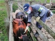 28,3 millones de ejemplares han sido inmunizados en el primer Ciclo de Vacunación