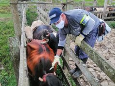 El ICA amplia cierre del 2 ciclo de vacunación en zonas afectadas por orden público