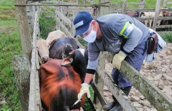 El ICA amplia cierre del 2 ciclo de vacunación en zonas afectadas por orden público