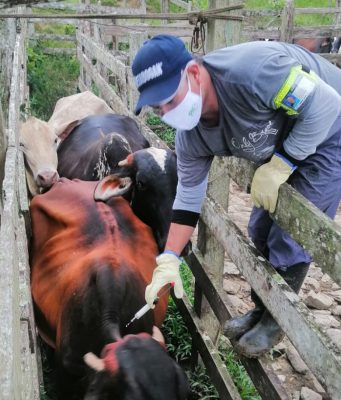El ICA amplia cierre del 2 ciclo de vacunación en zonas afectadas por orden público