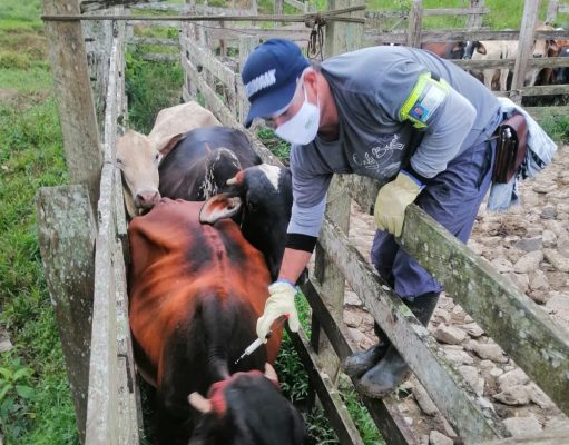 28,3 millones de ejemplares han sido inmunizados en el primer Ciclo de Vacunación
