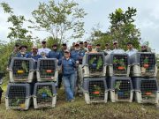 CORPAMAG y SecAmbiente de Bogotá liberaron 180 animales silvestres