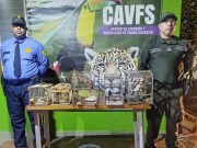 CORPAMAG y Policía Nacional rescatan animales silvestres en la Zona Bananera