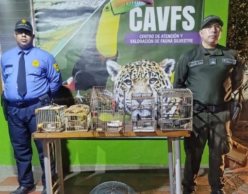 CORPAMAG y Policía Nacional rescatan animales silvestres en la Zona Bananera
