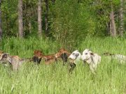 FEDEGÁN ganó premio internacional en coautoría de investigación sobre sostenibilidad