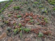 DADSA activa Proceso Sancionatorio por tala ilegal en cerros de Inca Inca