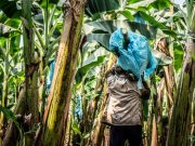 Ante la creciente ola de violencia en Zona Bananera, ASBAMA exige acción inmediata de las autoridades