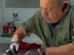 Zarigüeya víctima de maltrato recibe atención urgente de CORPAMAG