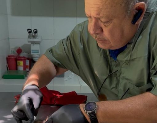 Zarigüeya víctima de maltrato recibe atención urgente de CORPAMAG