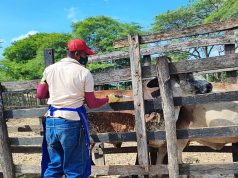 Campaña contra aftosa ha inmunizado 19% del hato bovino y bufalino