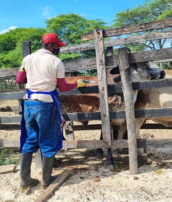Campaña contra aftosa ha inmunizado 19% del hato bovino y bufalino