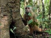 CORPAMAG reintegra más de 90 ejemplares de fauna silvestre a su hábitat natural