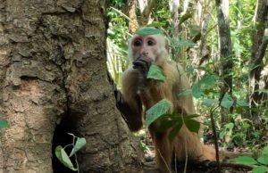CORPAMAG reintegra más de 90 ejemplares de fauna silvestre a su hábitat natural