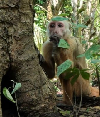 CORPAMAG reintegra más de 90 ejemplares de fauna silvestre a su hábitat natural