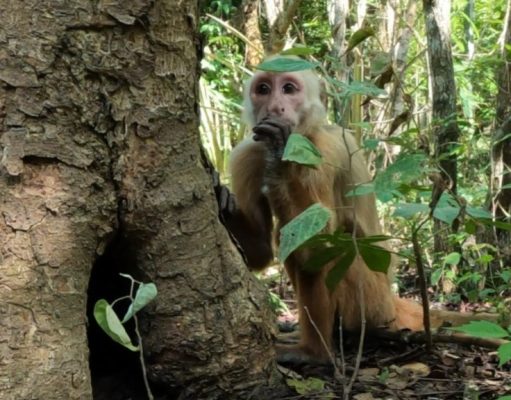 CORPAMAG reintegra más de 90 ejemplares de fauna silvestre a su hábitat natural