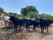 Avanza el II Ciclo de Vacunación en el país