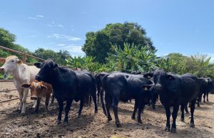 Avanza el II Ciclo de Vacunación en el país