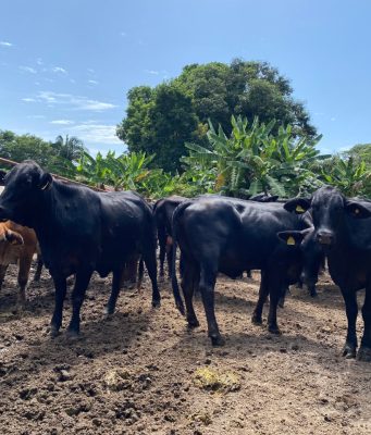 Avanza el II Ciclo de Vacunación en el país