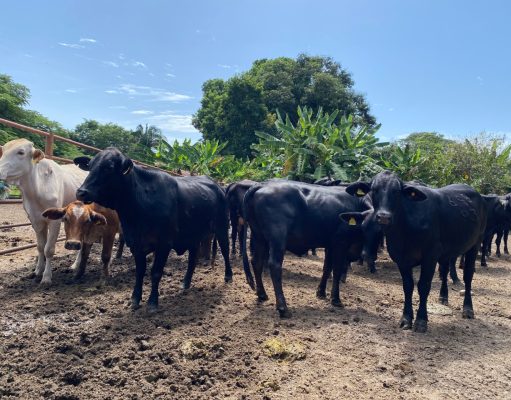 Avanza el II Ciclo de Vacunación en el país