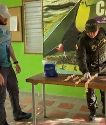 Puebloviejo/ 122 huevos de iguana fueron decomisados por la Policía y entregados al Centro de Fauna de CORPAMAG