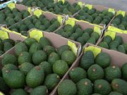 Aguacate hass colombiano abre sus puertas para el mercado de Uruguay