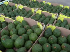 Aguacate hass colombiano abre sus puertas para el mercado de Uruguay