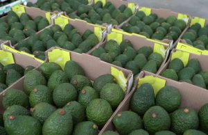 Aguacate hass colombiano abre sus puertas para el mercado de Uruguay