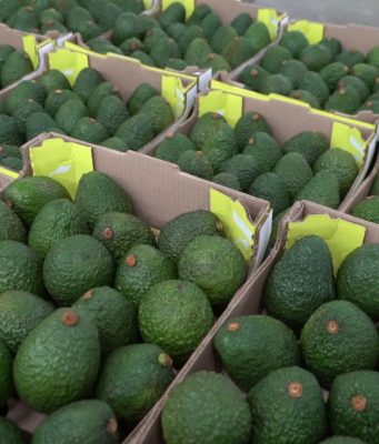 Aguacate hass colombiano abre sus puertas para el mercado de Uruguay