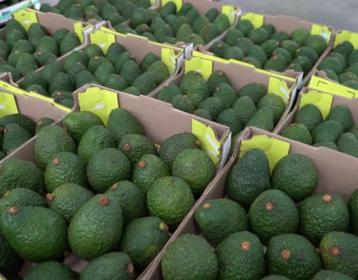 Aguacate hass colombiano abre sus puertas para el mercado de Uruguay