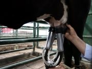 Sector ganadero cerró 2025 con resultados históricos en exportaciones