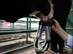 Sector ganadero cerró 2025 con resultados históricos en exportaciones