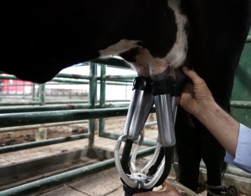 Sector ganadero cerró 2025 con resultados históricos en exportaciones