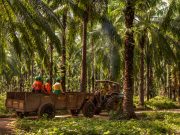 Grupo Daabon celebra 15 años de la certificación RSPO reafirmando su liderazgo en aceite de palma sostenible
